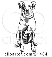 Obedient Labrador Retriever Dog Seated And Facing Front Waiting For A Command