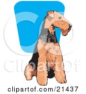 Clipart Illustration Of A Brown And Black Airedale Terrier Dog Seated And Looking To The Right by David Rey #COLLC21437-0052