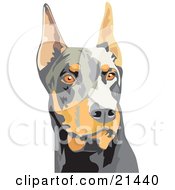 Alert Brown And Black Doberman Pinscher Dog Or Dobie With Cropped Ears On A White Background