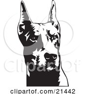 Poster, Art Print Of Doberman Pinscher Or Dobie Dog Wiith Cropped Ears