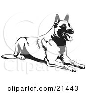 Clipart Illustration Of A Happy Belgian Shepherd Dog Lying Down And Catching Its Breath