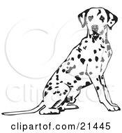 Alert Spotted Dalmation Or Dalmatian Dog Seated With Its Body Facing Right Looking At The Viewer