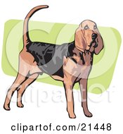 Poster, Art Print Of Alert Brown And Black Bloodhound Also Known As The St Hubert Hound Standing Over A Green And White Background