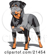 Muscular Brown And Black Rottweiler Dog Standing And Looking To The Left