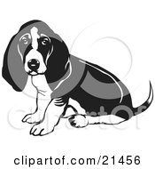 Poster, Art Print Of Basset Hound Dog With Sitting And Looking At The Viewer While Wagging His Tail