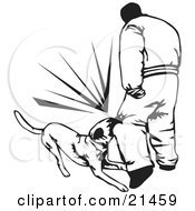 Poster, Art Print Of Trained Guard Dog Attacking An Intruder And Biting Him On The Knee On A White Background