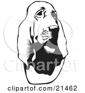 Poster, Art Print Of Bloodhound Or St Hubert Hound Looking Slightly To The Right On A White Background