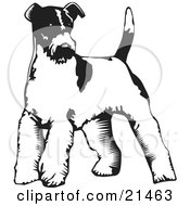 Wire Fox Terrier Dog Standing On A White Background by David Rey