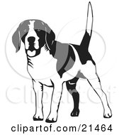 Poster, Art Print Of Happy Beagle Dog Wagging His Tail On A White Background