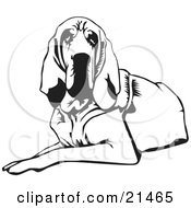 Clipart Illustration Of A Tired And Lazy Bloodhound Dog Or St Hubert Hound Lying Down And Looking Forward by David Rey #COLLC21465-0052