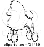 Fancy Toy Poodle Dog Standing In Profile Facing Left On A White Background by David Rey
