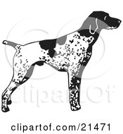 Poster, Art Print Of Alert English Pointer Dog Standing And Pointing In Profile Facing Right
