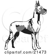 Clipart Illustration Of A Great Dane Dog With Cropped Ears Standing Alert And Facing Right Over A White Background by David Rey #COLLC21473-0052
