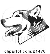 Panting Husky Dog In Profile Over A White Background