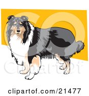 Poster, Art Print Of Long Haired Brown White And Black Collie Dog Standing Against A Yellow And White Background
