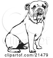 Poster, Art Print Of Cute And Obedient Bulldog Seated Over A White Background