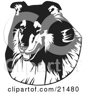 Poster, Art Print Of The Face Of A Long Haired Collie Dog Over A White Background