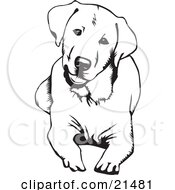 Poster, Art Print Of Cute And Curious Labrador Retriever Dog Lying Down And Tilting His Head