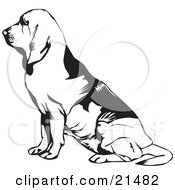 Poster, Art Print Of Seated Bloodhound Or St Hubert Hound In Profile Facing To The Left