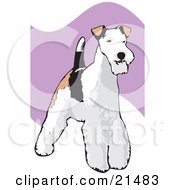 Standing And Alert Wire Fox Terrier Dog With A White Black And Brown Coat