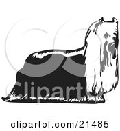 Hairy Yorkie Yorkshire Terrier Dog In Profile Facing Right On A White Background