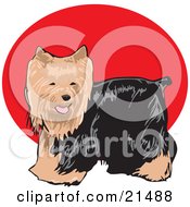 Clipart Illustration Of A Friendly Long Haired Brown And Black Yorkshire Terrier Dog Or Yorkie