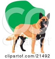 Panting Black And Brown Belgian Sheepdog Standing In Front Of A Green And White Background