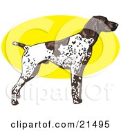 Poster, Art Print Of White And Brown Spotted German Shorthair Pointer Dog Standing Alert In Profile Facing Right
