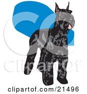 Black Schnauzer Dog With A Shiny Coat Standing And Facing Right