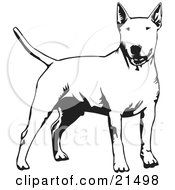 Alert Bull Terrier Dog Holdings Its Tail Out And Facing Front On A White Background