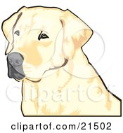 Yellow Labrador Retriever Dog With A Black Nose Waiting Patiently And Looking Off To The Left While Hunting
