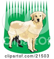 Alert Golden Retriever Dog Standing In Tall Green Grass Waiting To Fetch While Hunting