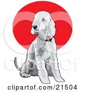 Seated Gray Bedlington Terrier Dog Wearing A Collar And Looking Off To The Left
