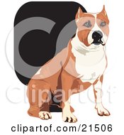 Clipart Illustration Of A Tan And White American Staffordshire Terrier Dog Sitting And Looking Forward by David Rey #COLLC21506-0052