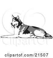 Clipart Illustration Of A Tired Husky Dog Lying On The Ground And Panting After Sledding