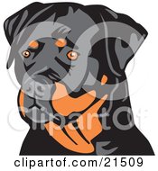 Poster, Art Print Of Alert Tan And Black Rottweiler Dog Looking To The Left Over A White Background