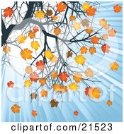 Poster, Art Print Of Rays Of Light Shining Down In A Blue Sky On Orange And Yellow Autumn Leaves On A Tree Branch