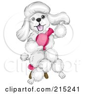 Fluffy Whit Epoodle Blow Drying Her Hair And Sitting In A Stool