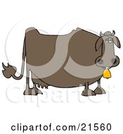 Poster, Art Print Of Depressed Fat Brown Dairy Cow Wearing A Golden Bell Around Its Neck