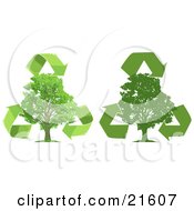 Poster, Art Print Of Green Recycle Arrows Circling Around Lush Green Trees One Silhouetted Over A White Background