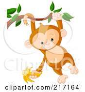 Cute Baby Monkey Swinging From A Branch By His Tail And Arm And Holding A Banana