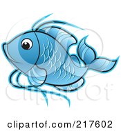 Blue Koi Fish Swimming