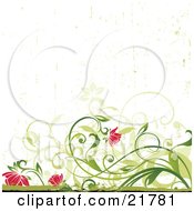 Poster, Art Print Of Green Curly Vines Weighed Down With Pink Flowers Over A Grunge White Background