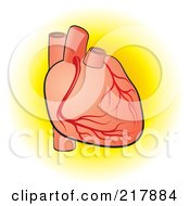 Royalty Free RF Clipart Illustration Of A Human Heart 2