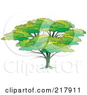 Poster, Art Print Of Lush Green Tree With A Large Canopy