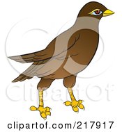 Royalty Free RF Clipart Illustration Of A Maina Bird 2