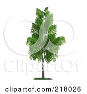 Royalty Free RF Clipart Illustration Of A 3d Mature Birch Tree With Green Foliage