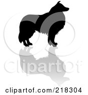 Poster, Art Print Of Black Silhouetted Collie Dog And Reflection
