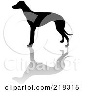 Poster, Art Print Of Black Silhouetted Greyhound And Reflection