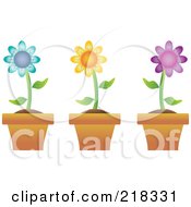 Digital Collage Of Three Colorful Daisies In Terra Cotta Pots